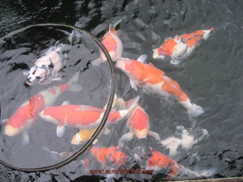 Koi Apr 2011 (496 x 372).jpg